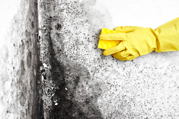 Best Mold Remediation  in Sanger, TX