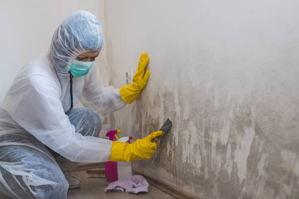 Best Professional Mold Removal  in Sanger, TX