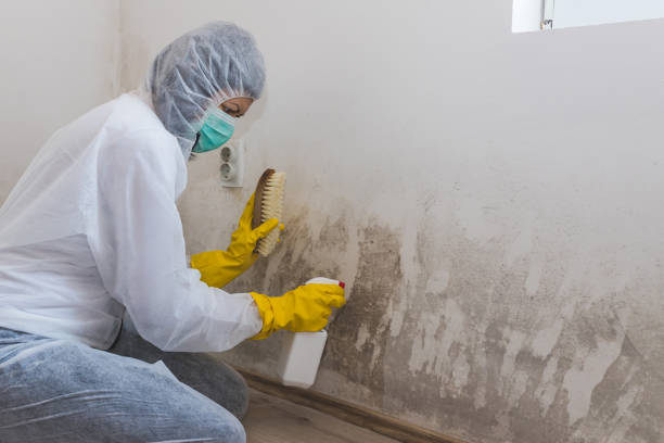 Best Best Mold Removal Companies  in Sanger, TX