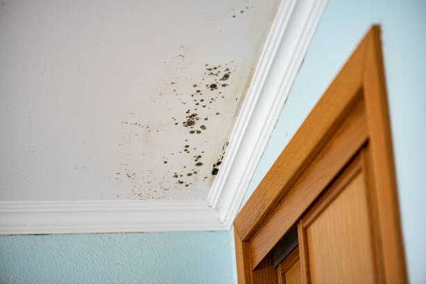 Best Mold Removal Company Near Me  in Sanger, TX