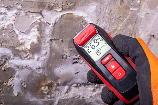 Best Same-Day Mold Removal  in Sanger, TX