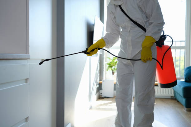 Office Mold Removal Services in Sanger, TX