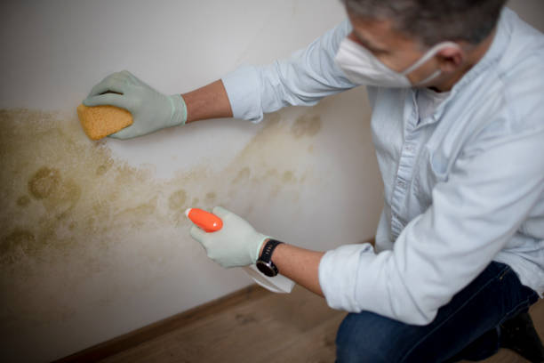Best Office Mold Removal Services  in Sanger, TX