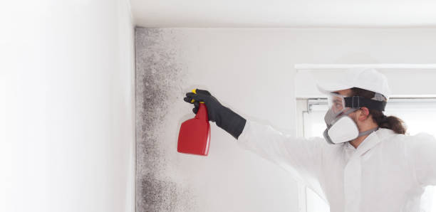 Best Attic Mold Removal  in Sanger, TX