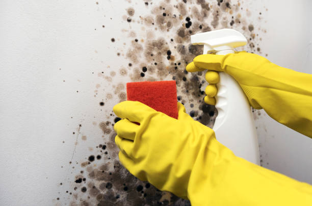 Best Fast Mold Removal  in Sanger, TX