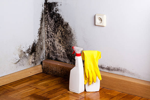 Best Toxic Mold Removal  in Sanger, TX