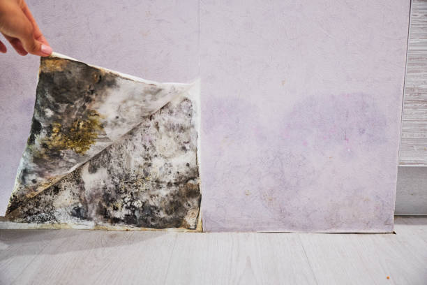 Best Mold Testing  in Sanger, TX